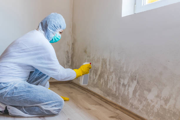 Professional Mold Remediation in South Henderson, NC