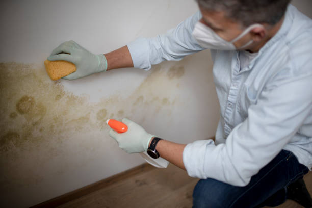 Best Mold Remediation for Specific Building Types in South Henderson, NC
