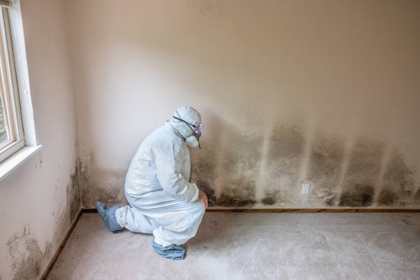 Best DIY Mold Remediation Support Services in South Henderson, NC