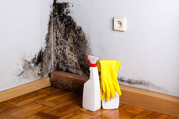 Best Kitchen Mold Remediation in South Henderson, NC