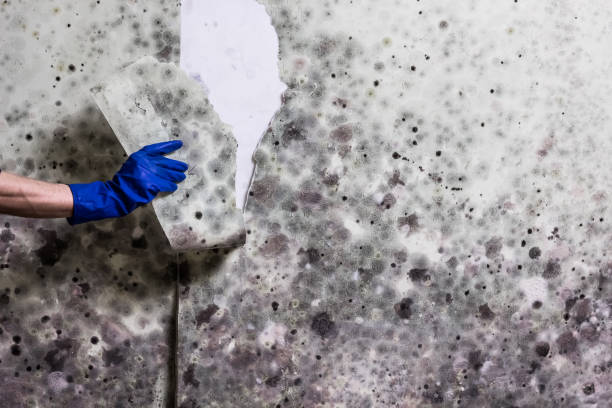 Best Health and Safety Mold Remediation in South Henderson, NC